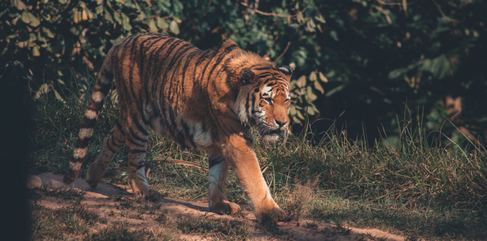 Tiger Cubs